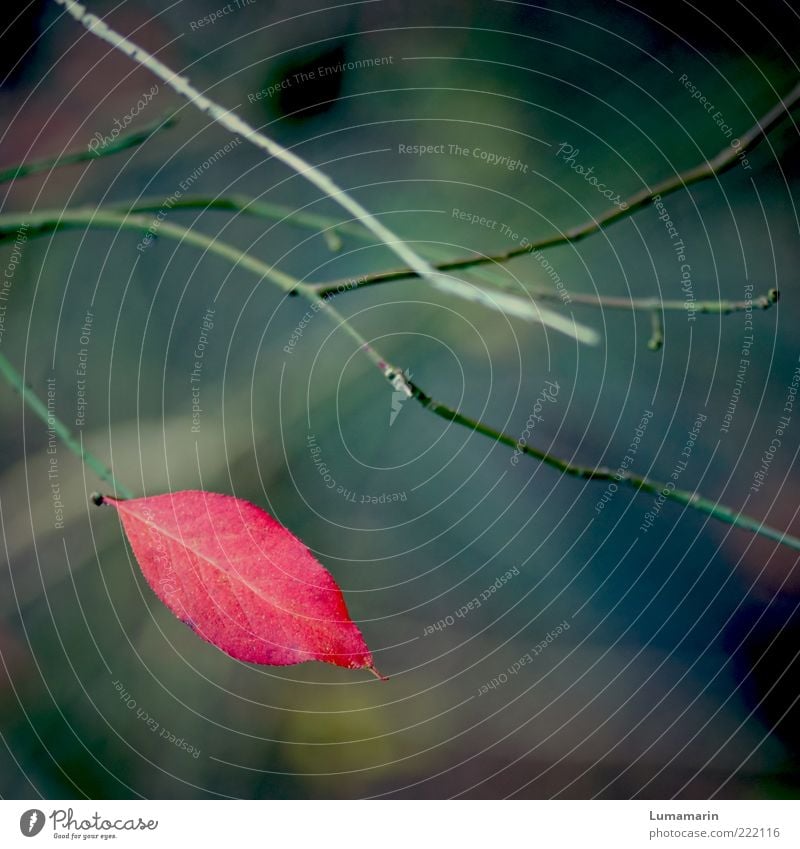 Abschiedskuss Umwelt Natur Pflanze Herbst Blatt außergewöhnlich dunkel einfach schön einzigartig kalt nah natürlich rot Stimmung Einsamkeit Vergänglichkeit