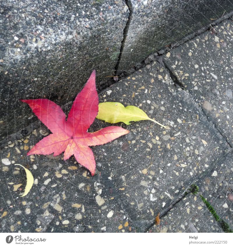 Herbstfarben... Umwelt Natur Pflanze Blatt Verkehrswege Straße alt liegen dehydrieren ästhetisch eckig einfach schön natürlich trist trocken gelb grau rot