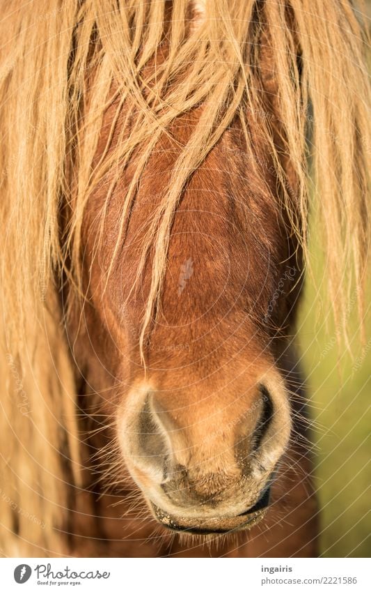 Pony so oder so Natur Tier Sommer Nutztier Pferd Tiergesicht Island Ponys 1 Blick Freundlichkeit hell schön wild Stimmung Zufriedenheit Vertrauen Sympathie
