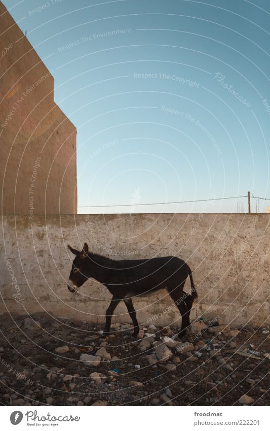 arbeitstier Wolkenloser Himmel Schönes Wetter diabat Essaouira Tier Nutztier Esel 1 gehen stehen sparsam Marokko Arbeitstier minimalistisch Armut armselig