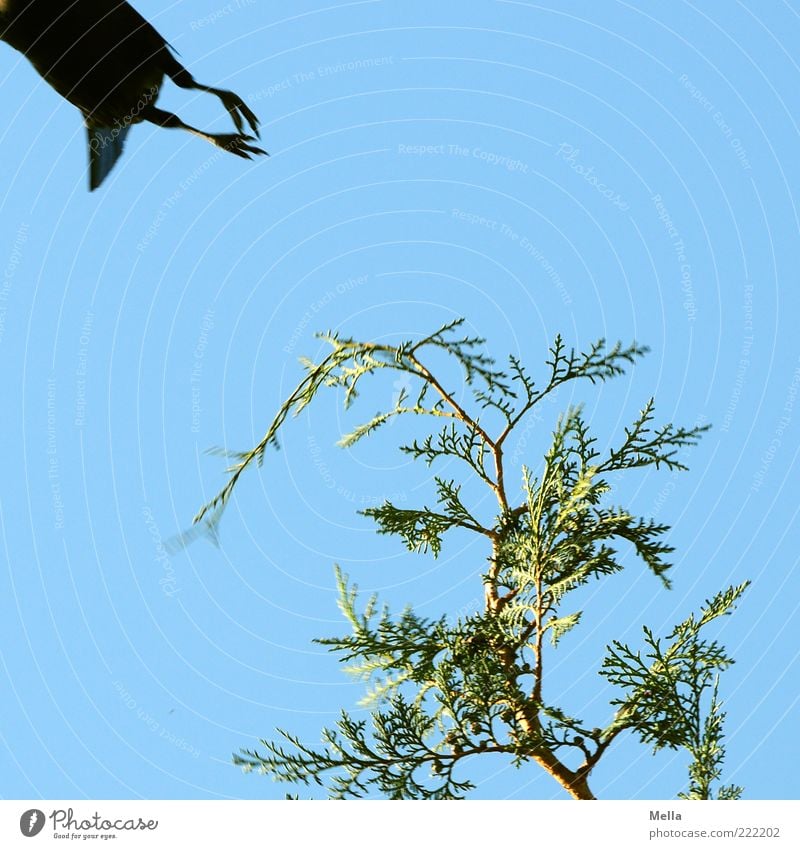 Und weg Umwelt Natur Himmel Pflanze Grünpflanze Konifere Lebensbaum Zypresse Tier Vogel Krallen Krähe Tierfuß 1 Bewegung fliegen frei natürlich blau grün Angst