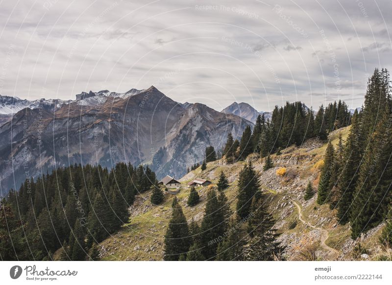 Schynige Platte Umwelt Natur Landschaft Sommer Schönes Wetter Alpen Berge u. Gebirge Gipfel außergewöhnlich Aussicht Schweiz Tourismus wandern Wanderausflug