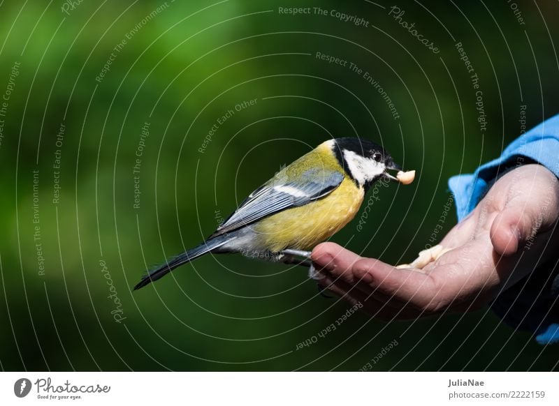 Kohlmeise sitzt auf einer Hand mit Futter Meisen füttern Vogel fliegen Tier Singvögel Schnabel Feder Winter Natur Landen Wildtier wild wildlife