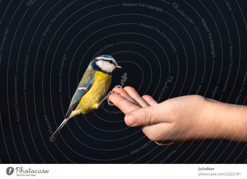 Blaumeise sitzt auf einer Hand mit Futter Winter Natur Tier Wildtier Vogel fliegen füttern wild Meisen Singvögel Schnabel Feder Landen wildlife Farbfoto