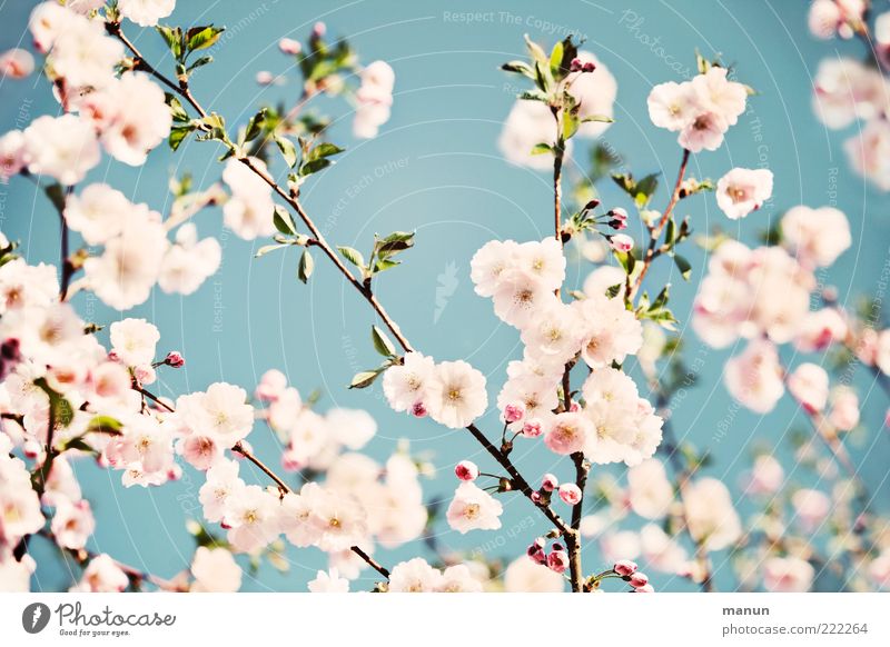 Japanese style Natur Wolkenloser Himmel Frühling Blatt Blüte Kirschblüten Zierkirsche Frühlingsfarbe Frühlingsgefühle Blühend Duft authentisch fantastisch hell