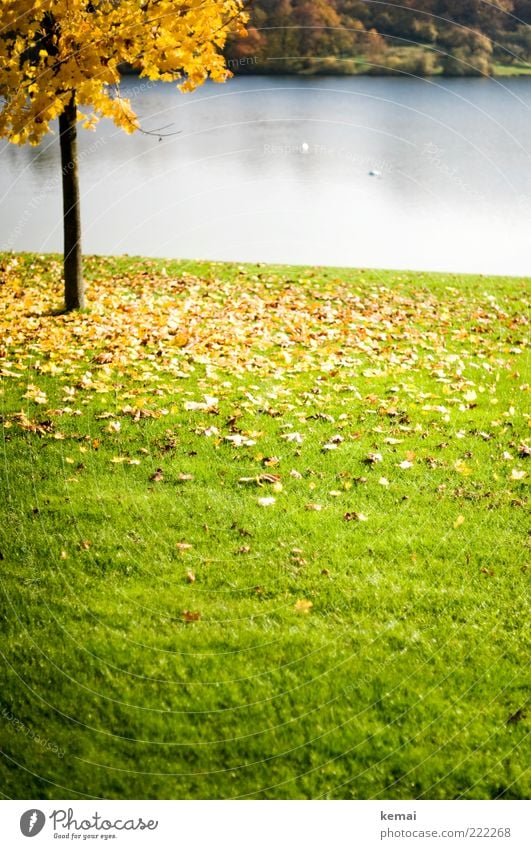 Gelbes Blätterinferno Umwelt Natur Landschaft Pflanze Wasser Sonnenlicht Herbst Klima Schönes Wetter Baum Blatt Grünpflanze Baumstamm Park Seeufer Teich Blühend