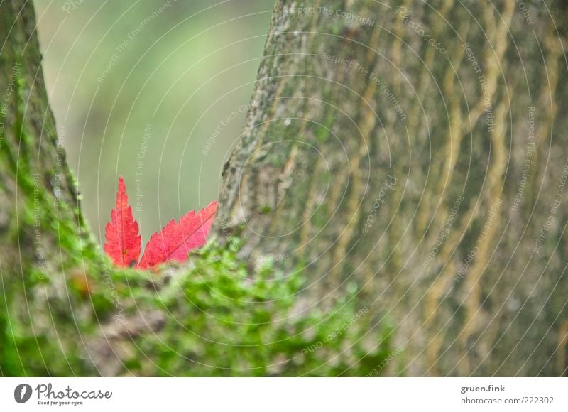 Versteckspiel ;-) Natur Pflanze Herbst Baum Blatt braun grün rot schön Überraschung Vergänglichkeit Ahornblatt Moos Baumrinde Farbfoto Außenaufnahme