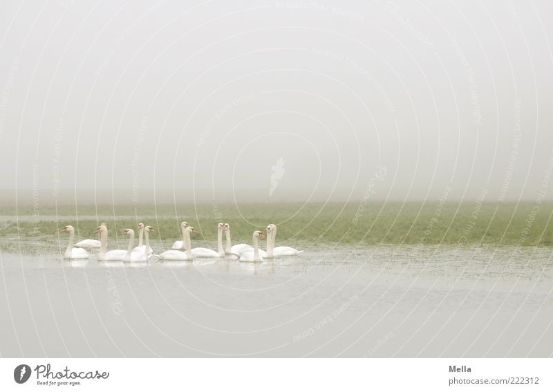 Schwanerei Umwelt Natur Tier Wetter Nebel Teich See Wildtier Tiergruppe Zusammensein hell natürlich grau grün weiß Idylle ruhig trüb trist Im Wasser treiben