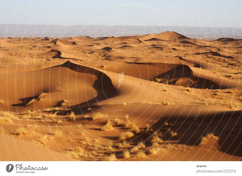 morgens in der Sahara Ferne Freiheit Natur Landschaft Erde Sand Wolkenloser Himmel Schönes Wetter Wärme Dürre Gras Wüste Stranddüne Dünengras gelb gold