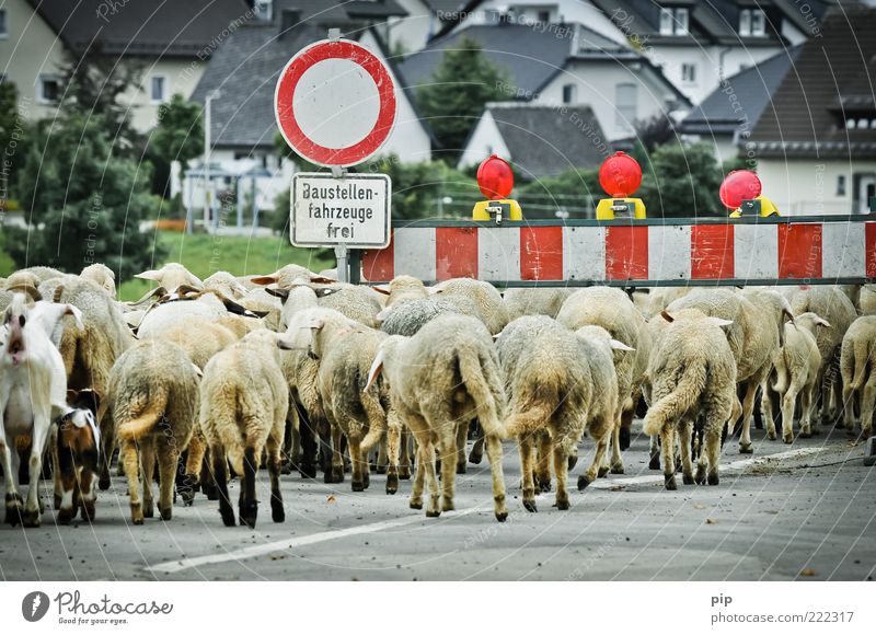 stau im baustellenbereich Kleinstadt Haus Straße Verkehrszeichen Verkehrsschild Tier Nutztier Schaf Tiergruppe Herde dreckig viele Barriere Verbote