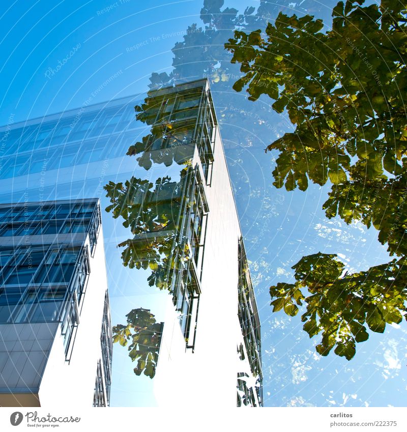 Doppelhaushälfte Wolkenloser Himmel ästhetisch Haus Bürogebäude Fenster Fassade Fassadenverkleidung Baum grün blau Doppelbelichtung Ecke Froschperspektive weiß