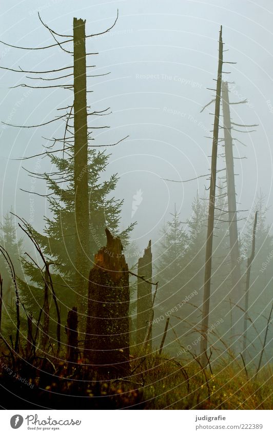 Dämmerung senkte sich von oben Umwelt Natur Landschaft Pflanze Herbst Klima schlechtes Wetter Nebel Baum Wald verblüht dehydrieren Wachstum bedrohlich dunkel