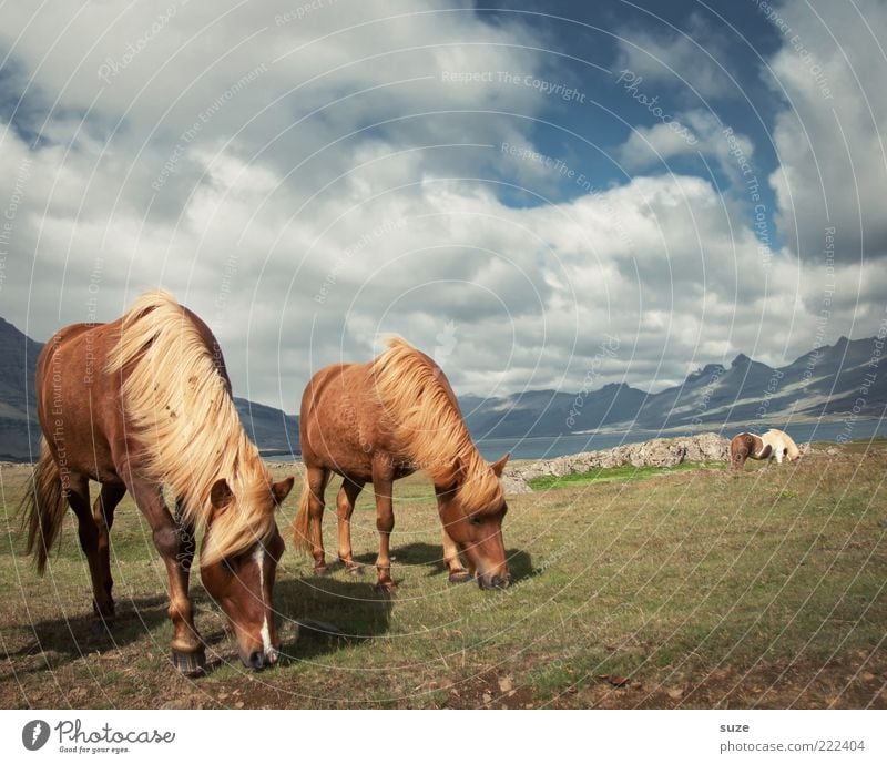 Schönes Wetter Berge u. Gebirge Umwelt Natur Tier Himmel Wolken Horizont Sommer Wind Gras Wiese Nutztier Wildtier Pferd 2 Tierpaar Fressen ästhetisch natürlich