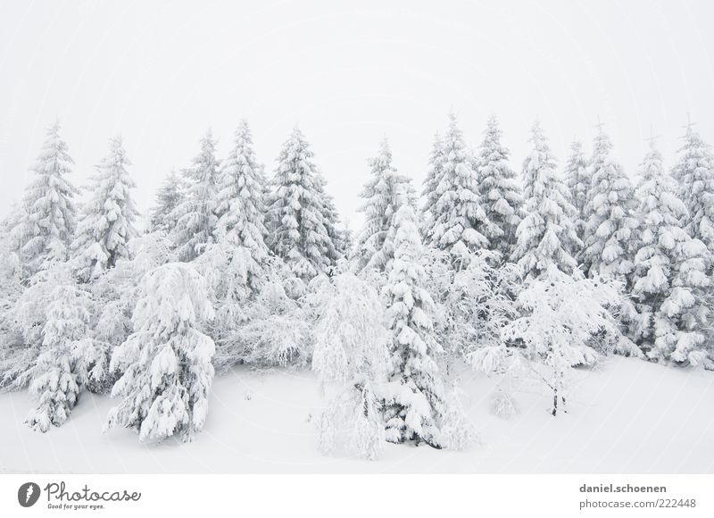 Schnee für alle !!! Ferien & Urlaub & Reisen Winter Winterurlaub Berge u. Gebirge Natur Landschaft Eis Frost Baum hell weiß Tanne Nadelwald Schwarzwald