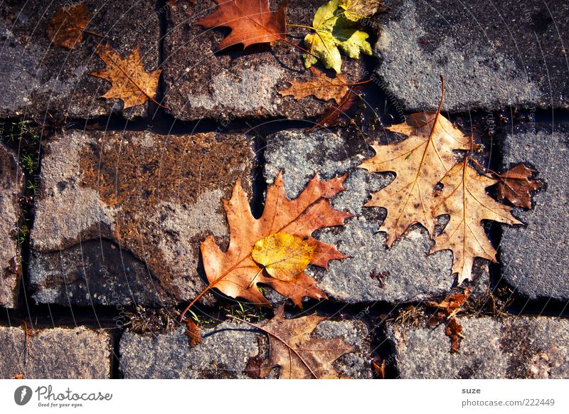 Trittfest Umwelt Natur Herbst Blatt Wege & Pfade alt authentisch dreckig Gefühle Herbstlaub herbstlich Jahreszeiten Färbung Bodenbelag Straßenbelag Ahorn platt