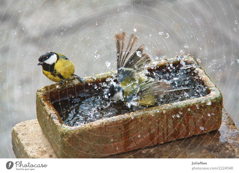 Kohlmeisen beim Baden Vogel Meisen 2 Tierpaar Singvögel Wasser baden waschen spritzen Reinigen reinigend Sauberkeit Schwimmen & Baden Außenaufnahme mehrfarbig