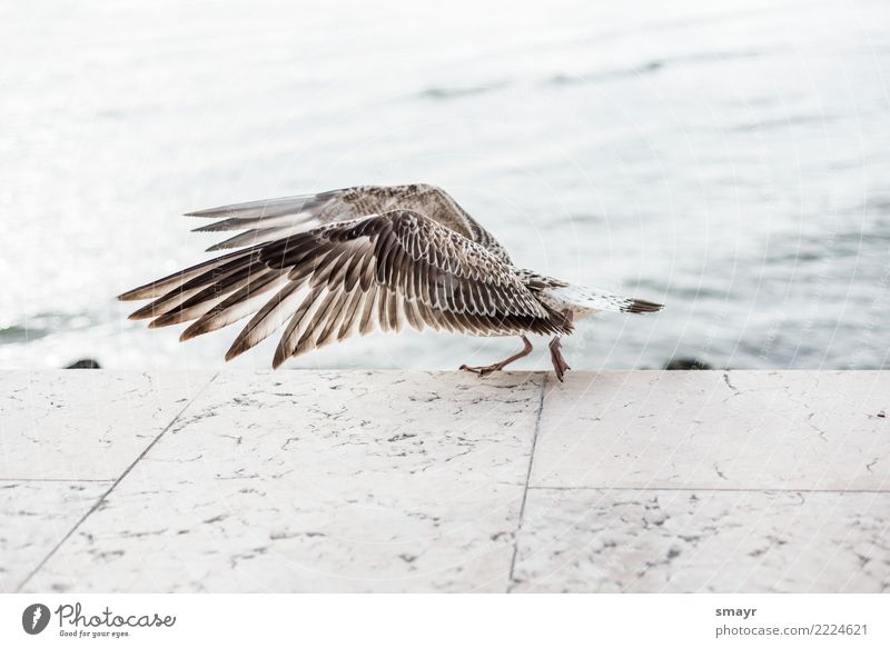 Am Laufsteg Tier Vogel Flügel 1 Bewegung fliegen laufen bedrohlich gigantisch maritim nass wild braun grau türkis weiß Kraft Angst Natur Umwelt Möwe Möwenvögel