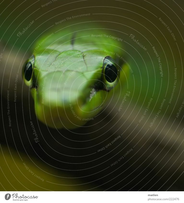 Fokus Tier Schlange 1 beobachten exotisch grün Auge fixieren fokussieren Gedeckte Farben Innenaufnahme Nahaufnahme Menschenleer Textfreiraum unten Dämmerung