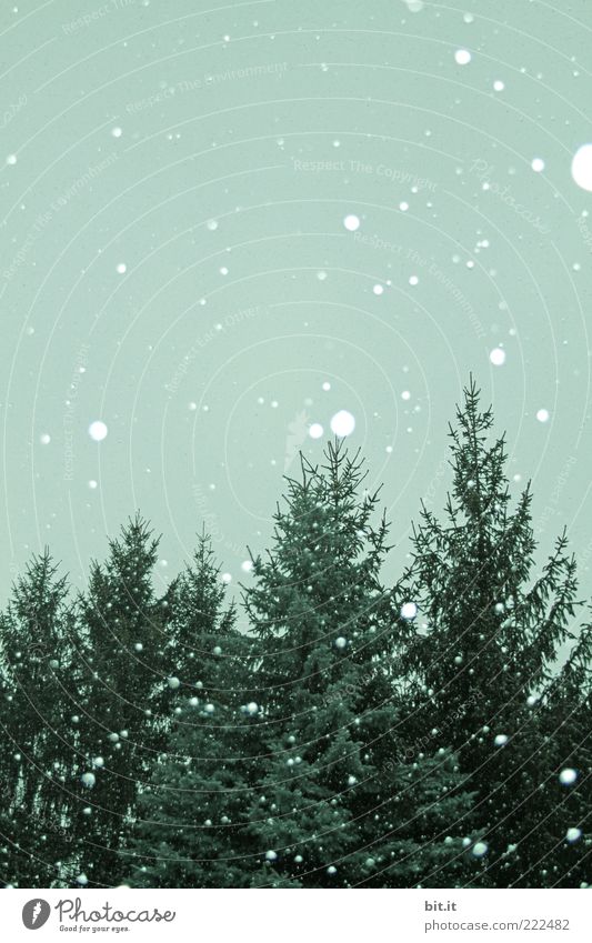 Einweg-Christbaum-Kugeln Umwelt Himmel Winter Klima Schnee Schneefall Baum kalt grün Tanne Schneeflocke Winterwald Winterstimmung Wintertag Flocke Farbfoto