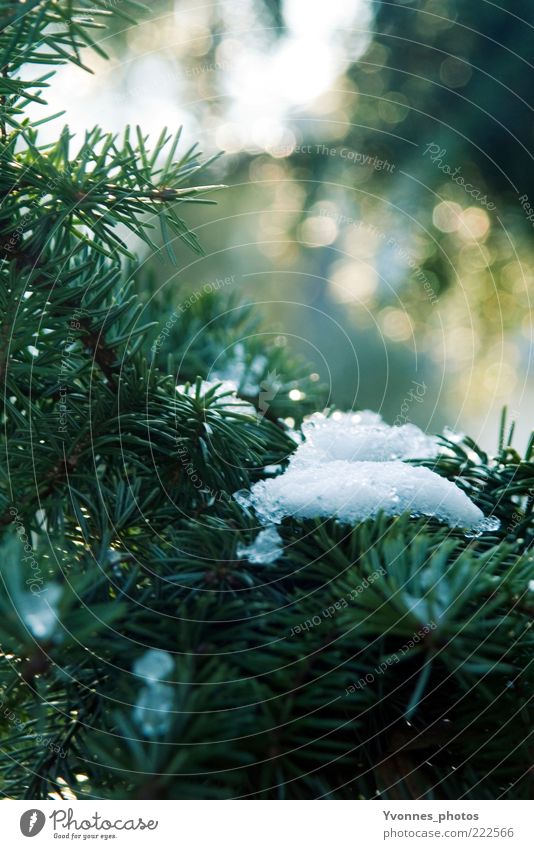 first snow Dekoration & Verzierung Eis Feste & Feiern Frost gefroren grün kalt Schneekristall Nadelbaum Natur Pflanze Tanne Umwelt weiß Winter Tannenzweig