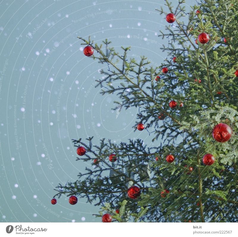 Schneeflöckchen... (VI) Häusliches Leben Feste & Feiern Baum Kitsch blau grün rot Weihnachtsbaum Christbaumkugel Schneefall Schneeflocke Baumschmuck Tanne