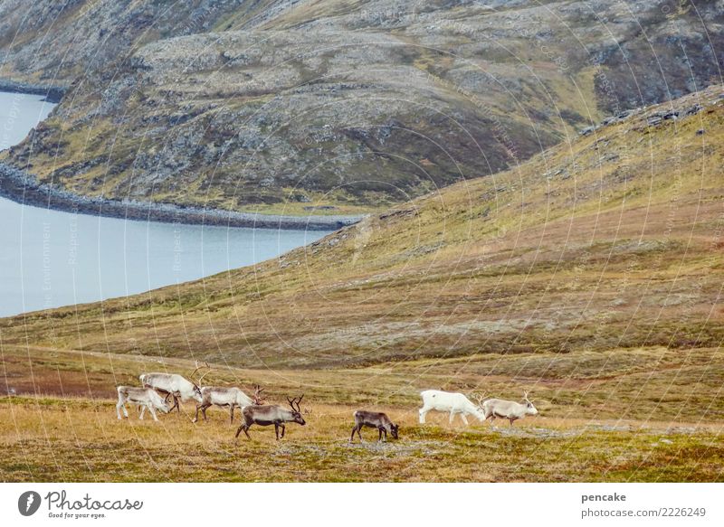 treiben lassen Natur Landschaft Urelemente Erde Wasser Himmel Herbst Hügel Felsen Berge u. Gebirge Küste Fjord Wildtier Tiergruppe Herde Zufriedenheit