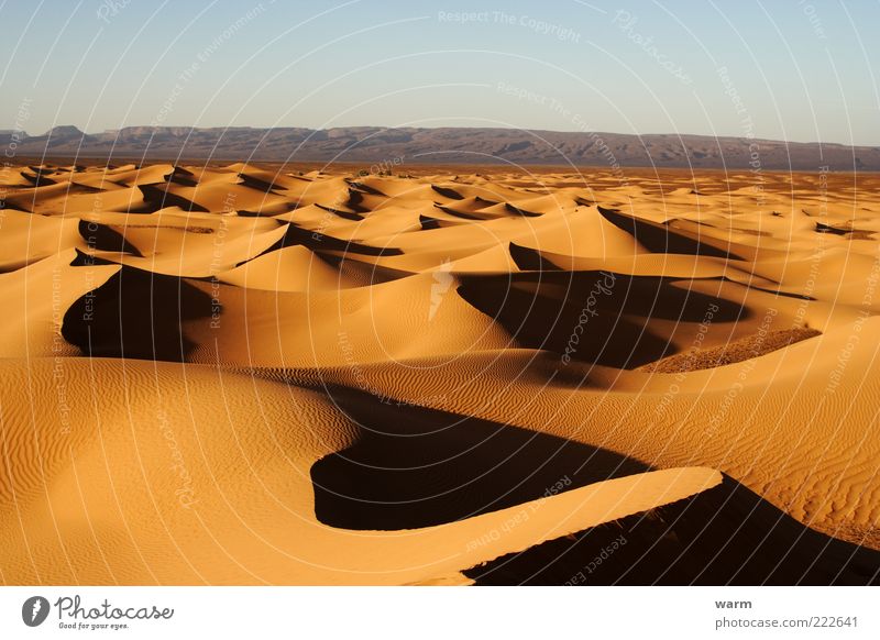 abends in der Sahara Ferne Freiheit Natur Landschaft Sand Wolkenloser Himmel Schönes Wetter Wärme Wüste Düne natürlich braun gelb gold Vorsicht ruhig demütig