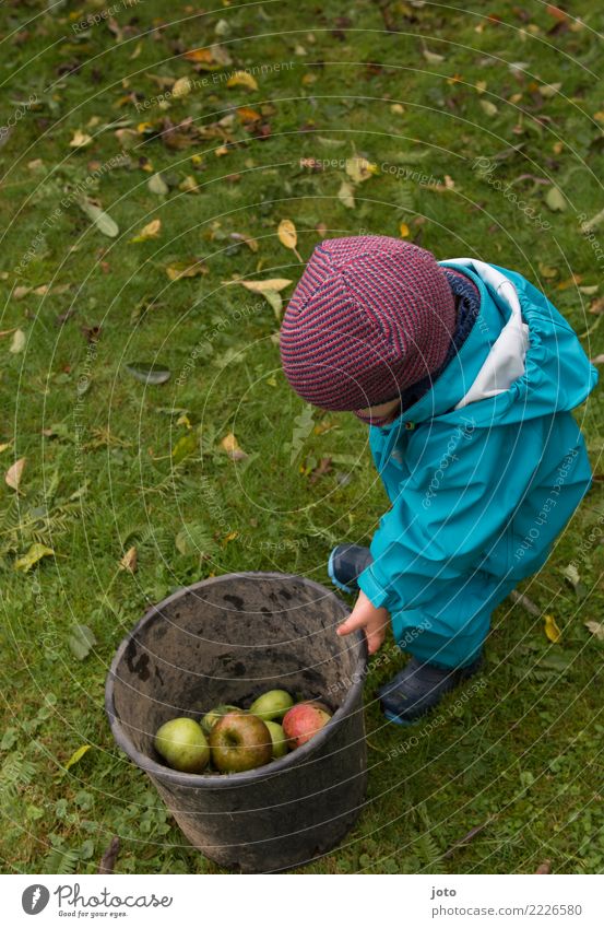 halbvoll Frucht Apfel Freude Freizeit & Hobby Spielen Garten lernen Kind Kindheit 1 Mensch 1-3 Jahre Kleinkind Umwelt Natur Herbst Blatt Wiese Mütze beobachten