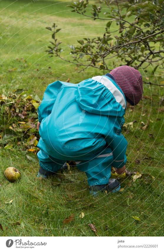 Kleine Entdeckungsreise Frucht Apfel Freude Freizeit & Hobby Spielen Garten lernen Kind Kindheit 1 Mensch 1-3 Jahre Kleinkind Umwelt Natur Herbst Blatt Wiese