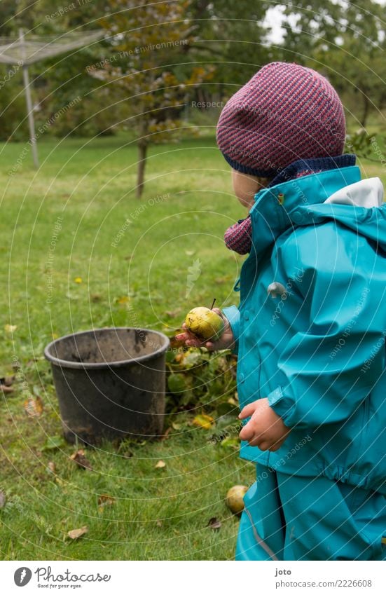 noch einen gefunden Frucht Apfel Freude Freizeit & Hobby Spielen Garten Kind lernen Kindheit 1-3 Jahre Kleinkind Umwelt Natur Herbst Blatt Wiese Mütze