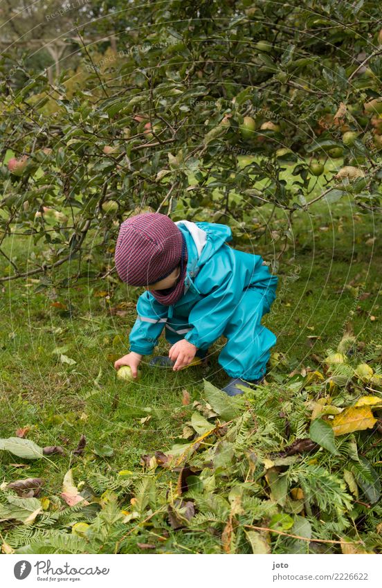 Äpfel einsammeln Frucht Apfel Freude Freizeit & Hobby Spielen Garten lernen Kind Kleinkind Kindheit 1 Mensch 1-3 Jahre Umwelt Natur Herbst Blatt Wiese Mütze
