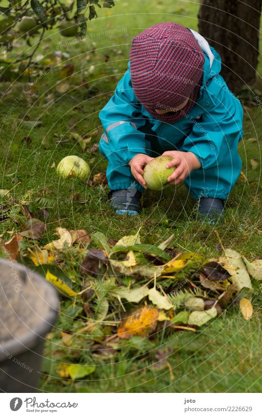 Apfel untersuchen Frucht Spielen Garten Kind 1 Mensch 1-3 Jahre Kleinkind Umwelt Natur Herbst Blatt Apfelbaum Wiese Regenhose Mütze beobachten berühren