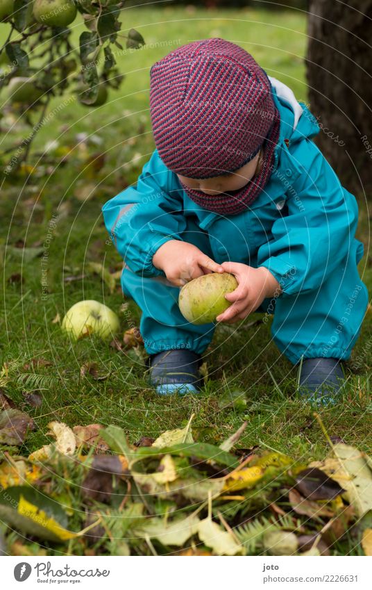 Apfel aus dem Garten Frucht Ernährung Bioprodukte Saison Kinderspiel Ausflug Freiheit Erntedankfest Kleinkind 1-3 Jahre Herbst Blatt Herbstlaub Wiese