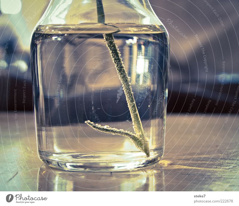 Fingerabdruck Vase ästhetisch Glas Stengel Luftblase Tisch Wasser Gedeckte Farben Innenaufnahme Detailaufnahme Menschenleer Schwache Tiefenschärfe Pflanzenteile