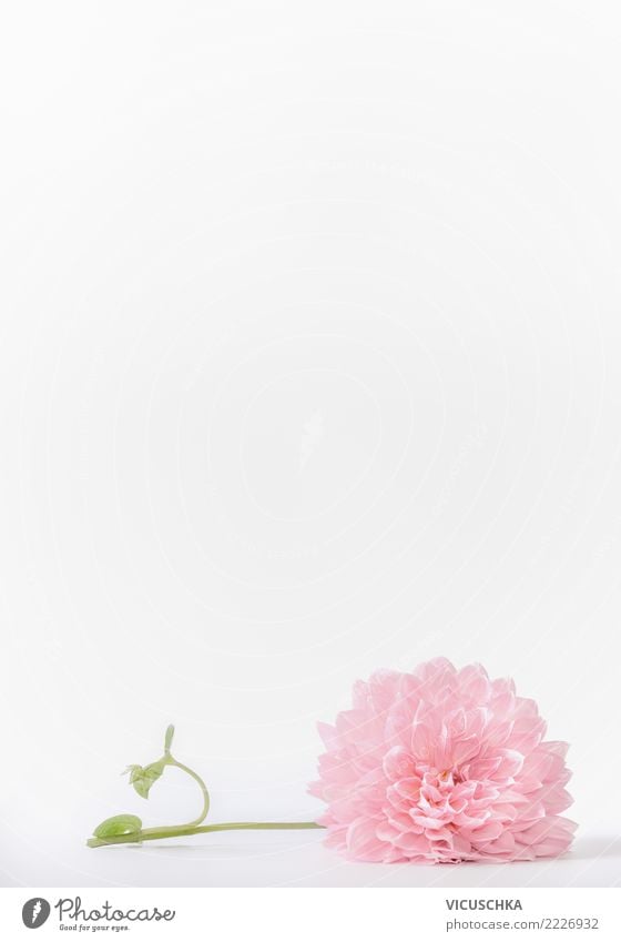 Pastell rosa Blume auf weißem Hintergrund Stil Design Feste & Feiern Natur Pflanze Rose Blatt Blüte Dekoration & Verzierung Blumenstrauß Hintergrundbild Entwurf