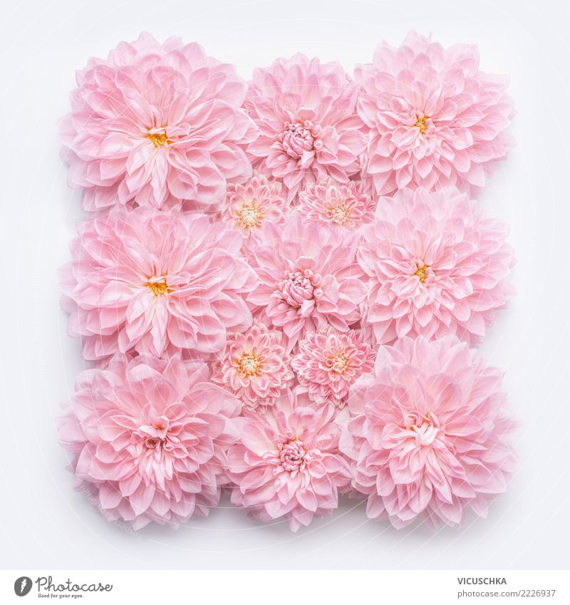 Pastellrosa Blumen Layout Design Veranstaltung Feste & Feiern Valentinstag Muttertag Hochzeit Geburtstag Natur Pflanze Rose Blüte Dekoration & Verzierung