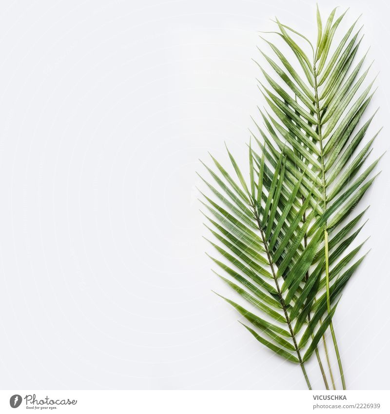 Palmblätter auf weißem Tisch Stil Design Ferien & Urlaub & Reisen Sommer Natur Pflanze Blatt Dekoration & Verzierung Zeichen Palmblättern Palme tropisch grün