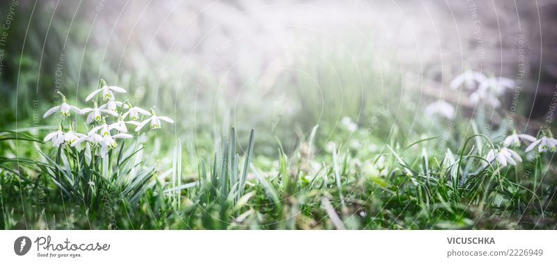 Frühling Banner mit Schneeglöckchen Blumen Lifestyle Garten Natur Pflanze Gras Blatt Blüte Grünpflanze Park Wiese Feld Wald Fahne Design Hintergrundbild