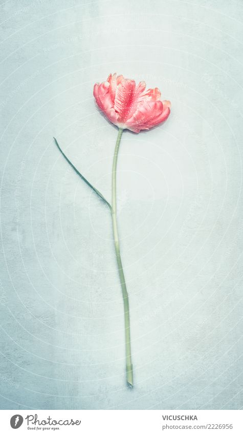 Tulpe in Pastellfarbe elegant Stil Design Sommer Veranstaltung Feste & Feiern Valentinstag Muttertag Hochzeit Geburtstag Natur Pflanze Frühling Blume Blatt