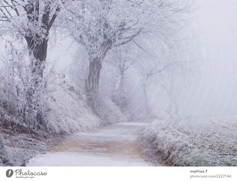 gefrorener Weg mit Bäumen, neblige Winterlandschaft Wunderland idyllisch Park Schnee Feld Saison Wetter Nebel frostig kalt schön Weihnachten Wald Hintergrund