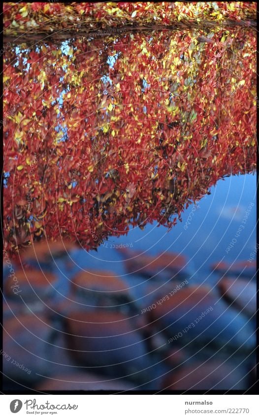 Spiegelung in Rot Garten Umwelt Natur Pflanze Wasser Herbst Klima Schönes Wetter Sträucher Zierpflanze Hecke Blatt Park glänzend ästhetisch natürlich Stimmung