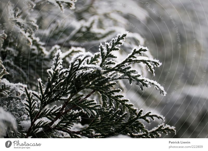 wintertime Umwelt Natur Pflanze Winter Wetter kalt weiß Lebensbaum Schnee Eis Frost Winterstimmung zart hängen Farbfoto Nahaufnahme Menschenleer Tag Abend Licht