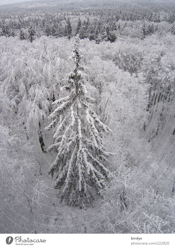 Oh Tannenbaum, oh T......... Winter Schnee Natur Landschaft Pflanze Eis Frost Wald hoch natürlich wild Stimmung friedlich Frieden oben kalt Mischwald Farbfoto