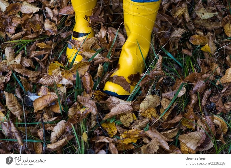 Gummistiefel, Herbstlaub wandern Mensch Fuß 1 Natur schlechtes Wetter Regen Gras Blatt Garten Park Wiese Wald Bekleidung Arbeitsbekleidung Schuhe Stiefel gehen
