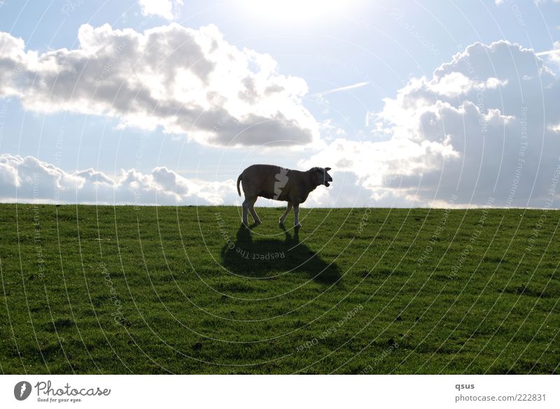 Wo ist sie bloß, die Freiheit? Natur Himmel Wolken Schönes Wetter Gras Tier Nutztier Schaf 1 gehen Einsamkeit Deich Abstieg abwärts Suche verloren Farbfoto
