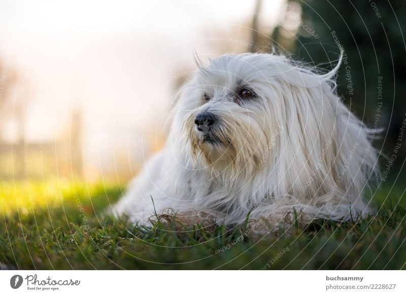 Liegender Hund Tier Herbst ein lizenzfreies Stock Foto von Photocase