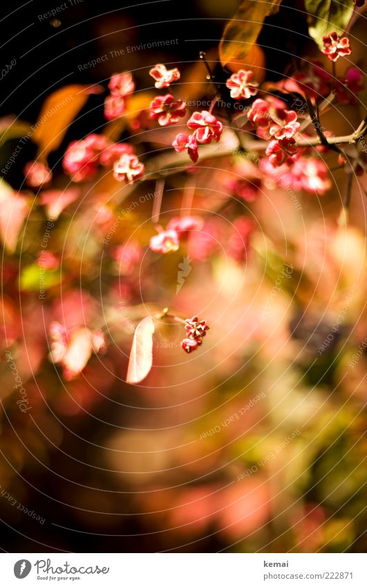 Kleine Blüten Umwelt Natur Pflanze Sonnenlicht Herbst Schönes Wetter Blume Sträucher Blatt Wildpflanze Blühend Duft Wachstum rot Warme Farbe Farbfoto