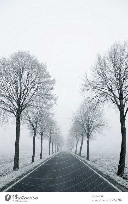 Schneeallee Winter Wetter schlechtes Wetter Eis Frost Baum Straße Wege & Pfade Allee kalt weiß Sehnsucht Einsamkeit Perspektive Zukunft Gedeckte Farben