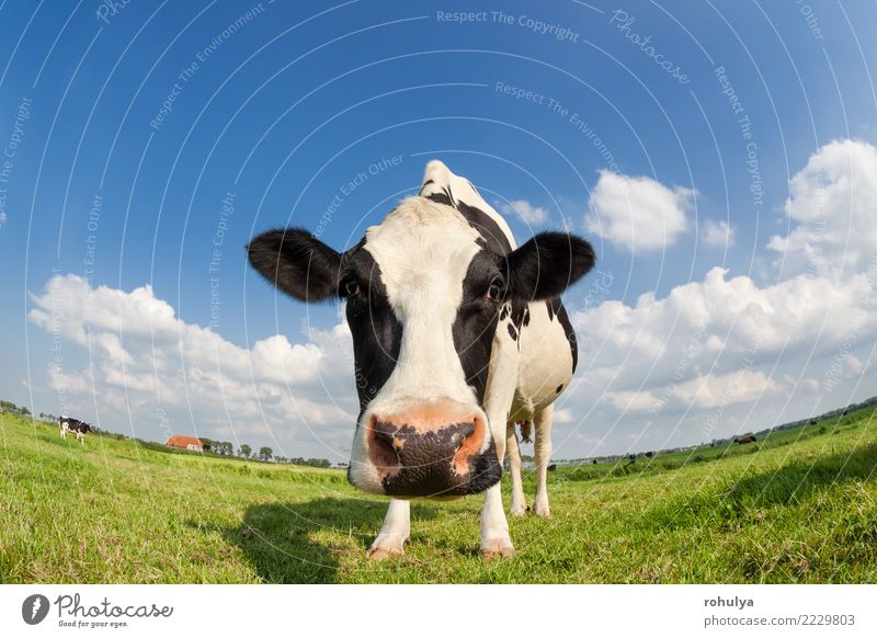 lustiger Abschluss herauf Kuh auf Weide des grünen Grases draußen Sommer Natur Landschaft Tier Himmel Wolken Schönes Wetter Wiese Nutztier Fressen blau Rind
