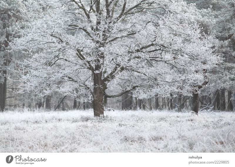 Eiche mit Frost im Winter bedeckt Schnee Natur Landschaft Wetter Eis Baum Gras Wiese Wald weiß reif kalt gefroren Jahreszeiten saisonbedingt Aussicht